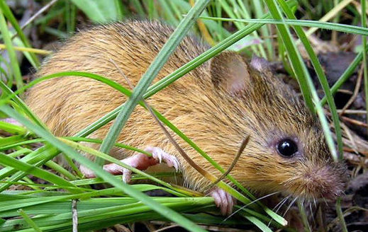 The U.S. Fish and Wildlife Service has designed almost 14,000 acres in New Mexico, Arizona and Colorado as critical habitat as for the endangered New Mexico meadow jumping mouse. (USFWS) 