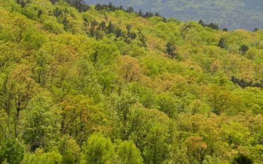In a part of the United States that hasn't experienced a drastic change in temperatures as much as other regions, a study of the trees in the Ozarks is underway. (Columbia University Earth Institute)