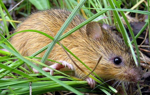 The U.S. Fish and Wildlife Service has designed almost 14,000 acres in New Mexico, Arizona and Colorado as critical habitat as for the endangered New Mexico meadow jumping mouse. (USFWS)