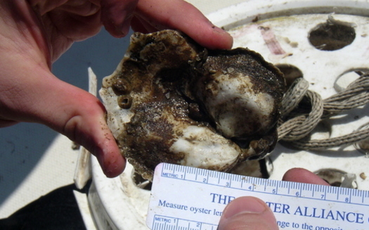 From March to September, oysters are planted in the Chesapeake Bay. In the last 20 years, almost 6 billion have been dropped back into the water to shore up the oyster population. (NOAA)