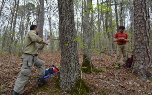 The Ozarks are providing researchers a good mix of conifer and deciduous trees to study the effects of warming temperatures on forests. Here, they're checking a white oak. (Columbia University Earth Institute)