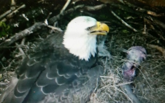 The birth of two baby bald eagles at the National Arboretum has sparked interest in America's national bird, and they can be spotted around the Chesapeake Bay. (Veronica Carter)