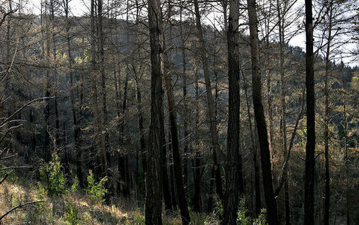 A changing climate is altering the ability of Rocky Mountain forests to recover from wildfire, according to a new study. (Pixabay)