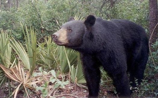 Scientists say despite some headway for the species, habitat loss and population growth continue to threaten the Florida black bear. (Florida Fish and Wildlife Conservation Commission)