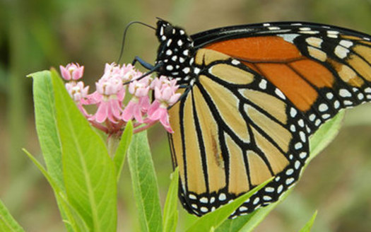 The Monarch butterfly is disappearing but home gardeners can help by planting milkweed, which is its only breeding habitat. (U.S Fish and Wildlife Service)