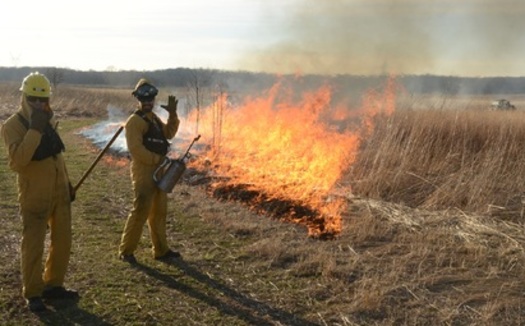 The Illinois Prescribed Fire Council says landowners should be burning at least 213,000 more acres each year to protect wildlife habitats from invasive plants. (Ferran Salat Coll/The Nature Conservancy)