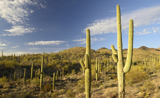 Saguaro National Park near Tucson is part of Arizona's 12.2 million acres of public lands available for recreation. (aimintang/iStockphoto)