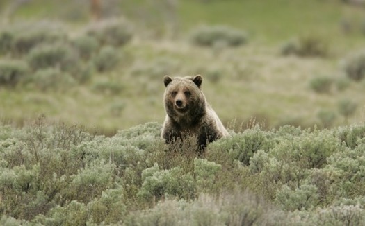 The Wyoming Game and Fish Department is getting ready to take over management of Yellowstone grizzlies and is accepting public comments until April 14.