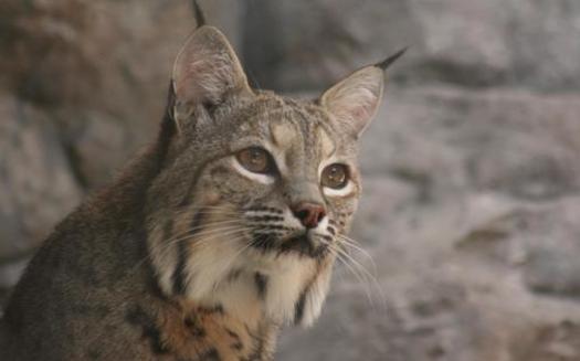 Conservation advocates rallied in Sacramento on Tuesday to ban certain kinds of rat poison, which also kills wild animals like bobcats. (sgarton/morguefile)