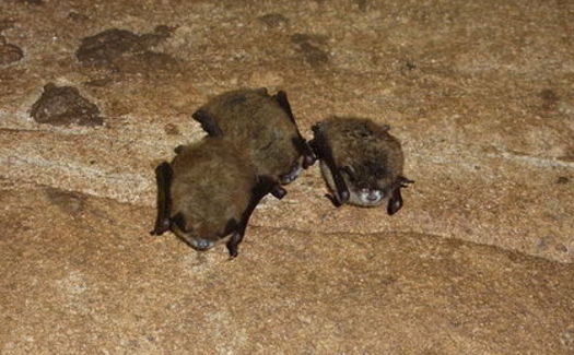 White-nose syndrome has killed nearly 7 million bats since it was discovered in New York in 2006. (Terry Derting/Kentucky Department of Fish and Wildlife Services)