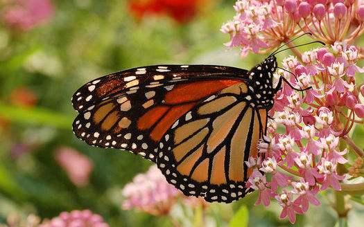 A monarch butterfly feeds on flowers of the Swamp Milkweed. In Iowa, ISU is doing research to reintroduce milkweed, the only plant where monarchs will lay eggs. (DRamsey/Wikimedia Commons)