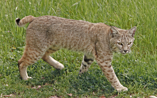 After bobcat hunting was made legal in Illinois last year, animal welfare groups say the animals need increased protections. (iStockphoto)