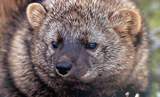 Pacific Fisher are being threatened by logging and illegal marijuana grows, according to the Center for Biological Diversity. (USFS Region 5 Reg/ U.S. Fish and Wildlife Service Pacific Southwest Region)