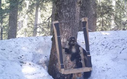 The feds are condemning a court decision that could force them to reconsider their decision not to list the wolverine as an endangered species. (Conservation Northwest Citizen Wildlife Monitoring Project)