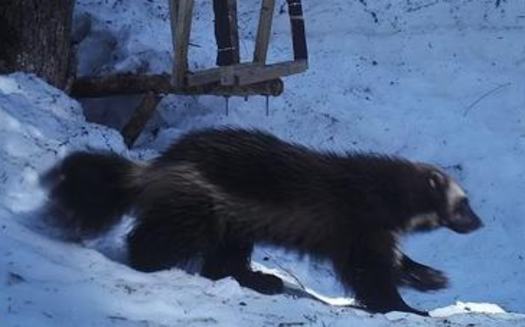 The U.S. Fish and Wildlife Service may have to reconsider its decision not to list the wolverine as an endangered species, in light of a recent court ruling. (Conservation Northwest Citizens Wildlife Monitoring Project)
