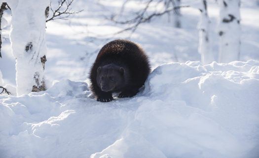 A federal court ruled that the U.S. Fish and Wildlife Service violated the Endangered Species Act when it decided not to protect the wolverine. (JohnDPorter/iStockphoto)