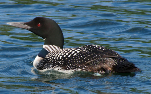 Loons are among Maine wildlife that local advocates say are likely to benefit from more stringent standards on mercury pollution. (John Picken)