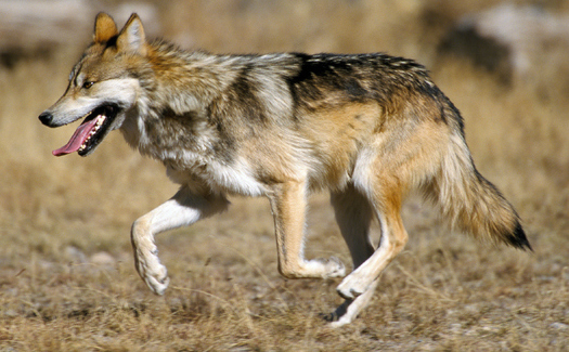 Conservation groups such as the Defenders of Wildlife are concerned about a lack of progress in reintroducing the endangered Mexican gray wolf into the wild. (JimClark/USFWS)