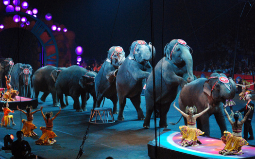 More than a dozen circuses continue to use elephants, but Ringling Brothers has now ended the practice. (Laura Bittner/Flickr)