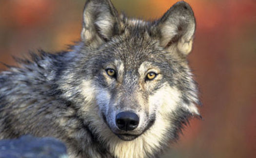 There were about 80 gray wolves in Oregon when the animal was removed from the state's endangered species list. (Gary Kramer/U.S. Fish & Wildlife Service)
