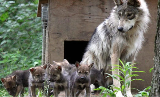 Two pups born to Mexican gray wolves at the Endangered Wolf Center in Missouri were recently introduced into a wild den in New Mexico. (Endangered Wolf Center)