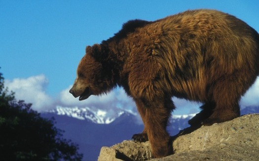 Wyoming officials are prepared to allow hunting and killing of Yellowstone grizzlies if the bears are removed from the Endangered Species List. (Skeeze/Pixabay)