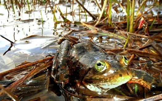 The spotted frog's critical habitat includes parts of Klickitat, Skagit, Skamania, Thurston and Whatcom counties in Washington. (U.S. Fish and Wildlife Service)