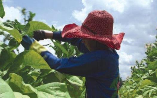 An audit commissioned by Reynolds American identifies instances of minors working in unsafe conditions on contracted tobacco farms in Virginia. (Marcus Bleasdale for Human Rights Watch)