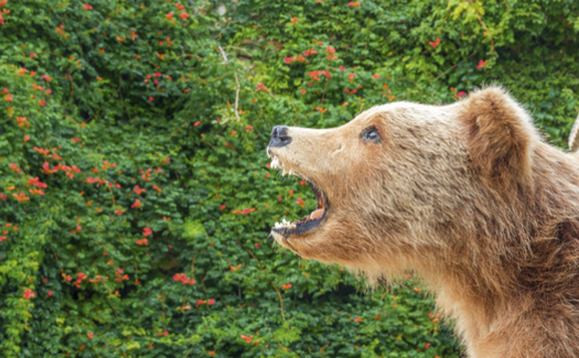 Trophy hunting for grizzly bears in Wyoming could begin next year if the U.S. Fish and Wildlife Service removes the Yellowstone grizzly from the endangered species list. (ba11istic/iStockphoto)