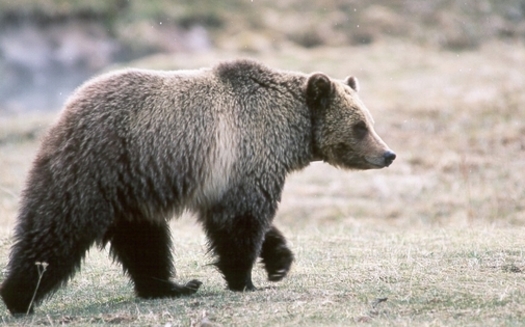 Today is the deadline to submit public comments on a proposal to take the Yellowstone Grizzly off the endangered species list. (Kim Keating/USGS)