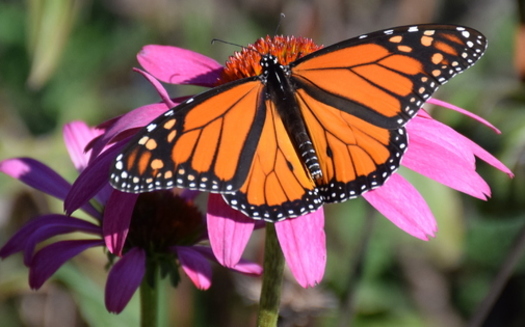 North Carolina's butterflies and other pollinators such as bees and hummingbirds are impacted by industrial and agricultural development. (Angelique Hjarding)