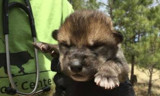 Two Mexican Gray Wolf pups were raised in Missouri, and put in a den in New Mexico. Biologists won't know for several months whether they survived. (Endangered Wolf Center)