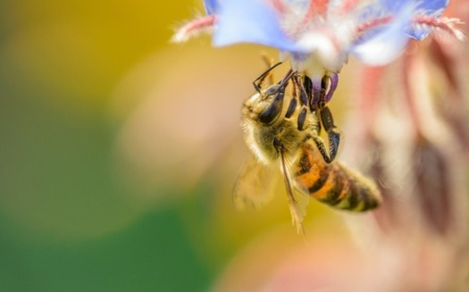 Honeybee populations in the United States dropped by 44 percent last year. (DrScythe/Pixabay)