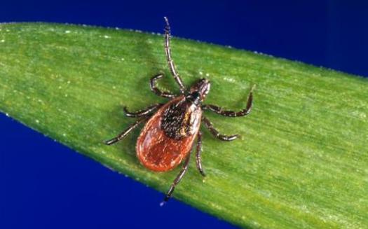 A New Hampshire mom says the growing tick problem is just one reason the Granite State has a major stake in the coal industry's challenge to Clean Power Plan. (Jim Gathany)