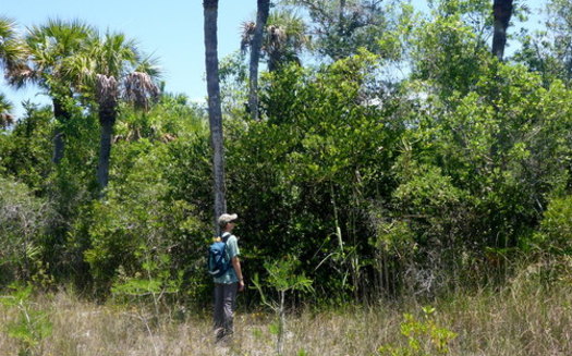 Advocates fear the impact of oil testing in the Big Cypress National Preserve. (M. Schwartz)