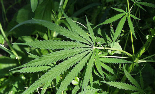 Magazines that promote marijuana will have to be kept behind the counter under the latest proposal to legalize marijuana in Maine. (United States Fish and Wildlife Service).