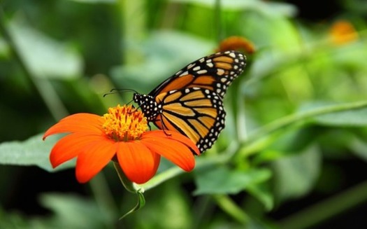 Michigan is working to restore habitats for the Monarch butterfly, along with other troubled pollinators. (cohda/Morguefile)