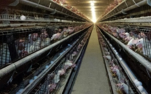 Local advocates are optimistic the state will probe inhumane conditions at a local egg farm in Turner. (HSUS).