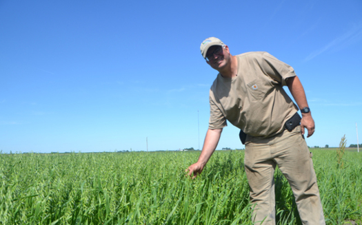 Farmer Aaron Lehman relies on oats and other small grains to cut down on pesticides, chemical fertilizers and reduce weeds. (PracticalFarmers.org)