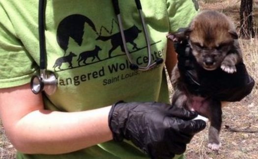 Conservation groups are opposing New Mexico officials, who are seeking a court order to remove two Mexico gray wolf pups recently introduced into the wild. (Endangered Wolf Center) 