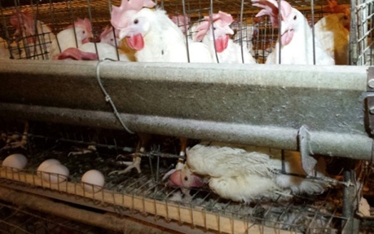 A hen is trapped under the wires of her cage. (HSUS)