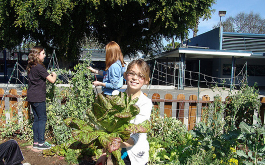 Olympic Peninsula YMCAs are using school gardens to teach children during the summer. (Growing Great/flickr)