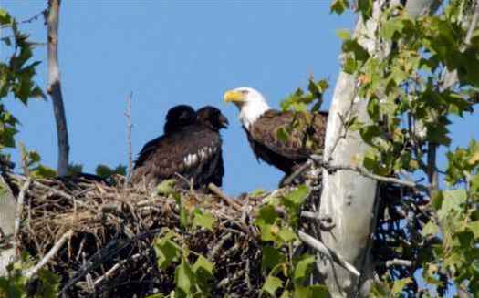 Bald eagles reach adult size about 12 weeks after hatching. (USFWS/Public-Domain-Image.com)