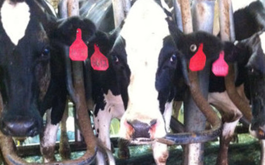 A screenshot from a video made at the Bettencourt Dairy in Hansen, which sparked Idaho's ag-gag law. (Mercy for Animals)