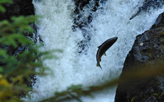 A federal appeals court has ruled that Washington state must repair culverts blocking salmon from swimming to upstream habitats. (Matthew_Hull/morguefile)