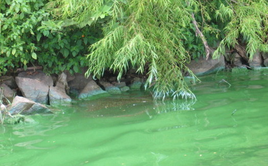 Harmful blue-green algae is increasing in bodies of water across the country because of climate change, farming practices and storm and wastewater runoff. (USGS)