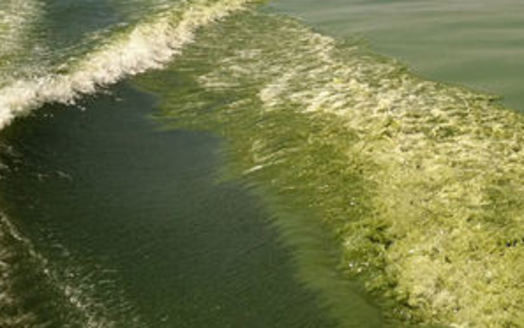 Maine is seeing limited algal blooms this summer, but the problem is on the rise across the nation and the CDC now has a new website that provide health information. (NASA)