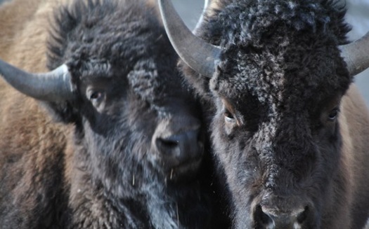 The public comment period ends Friday, July 15, on a proposal to transfer the National Bison Range to the Confederated Salish and Kootenai Tribes. (Buffalo Field Campaign)