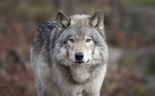 The U.S. House has voted to take the gray wolf off the endangered species list. (Renald Borque/iStockphoto)