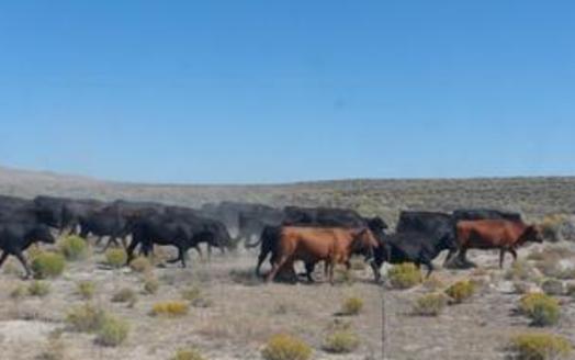 Cattle graze near Elko, Nev. Plans to transfer federal public lands to states are part of the GOP platform.(ravenking99/morguefile)